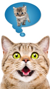Cat Translate: talk to Kitten screenshot
