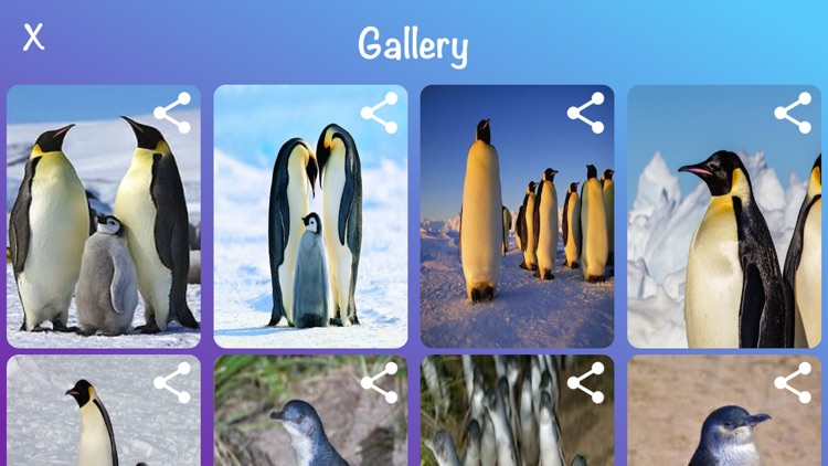 My Penguins & Sketch