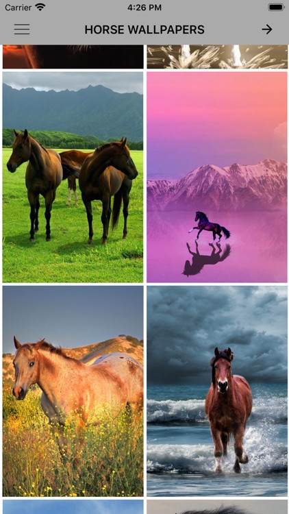 Horse Wallpapers & Backgrounds