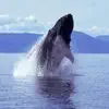 Whale Sounds! App Feedback