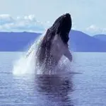 Whale Sounds! App Cancel