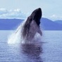 Whale Sounds! app download