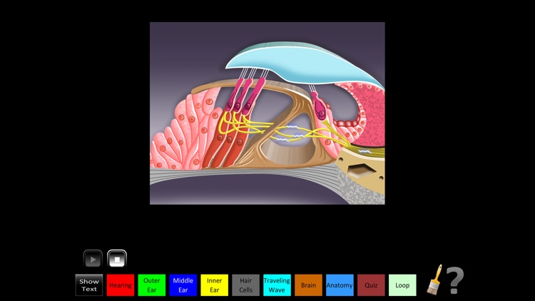 Hearing Anatomy screenshot-4