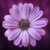 花の壁紙：HD - iPhoneアプリ