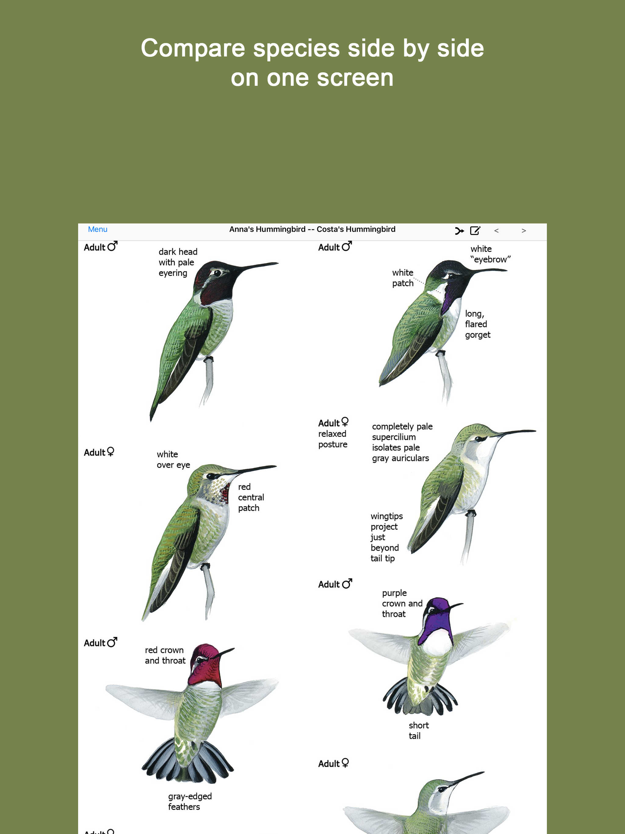 Sibley Guide to Hummingbirds
