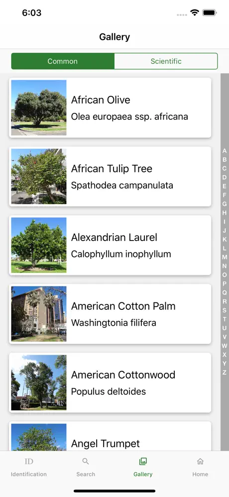 Australian Tree ID