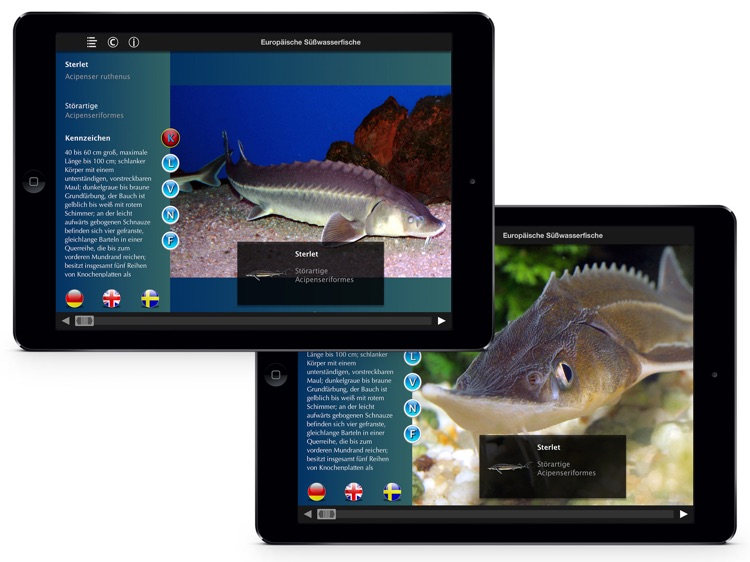 Europäische Süßwasserfische screenshot-4