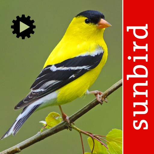 Bird Song Id USA songs & calls