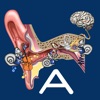 Hearing Anatomy