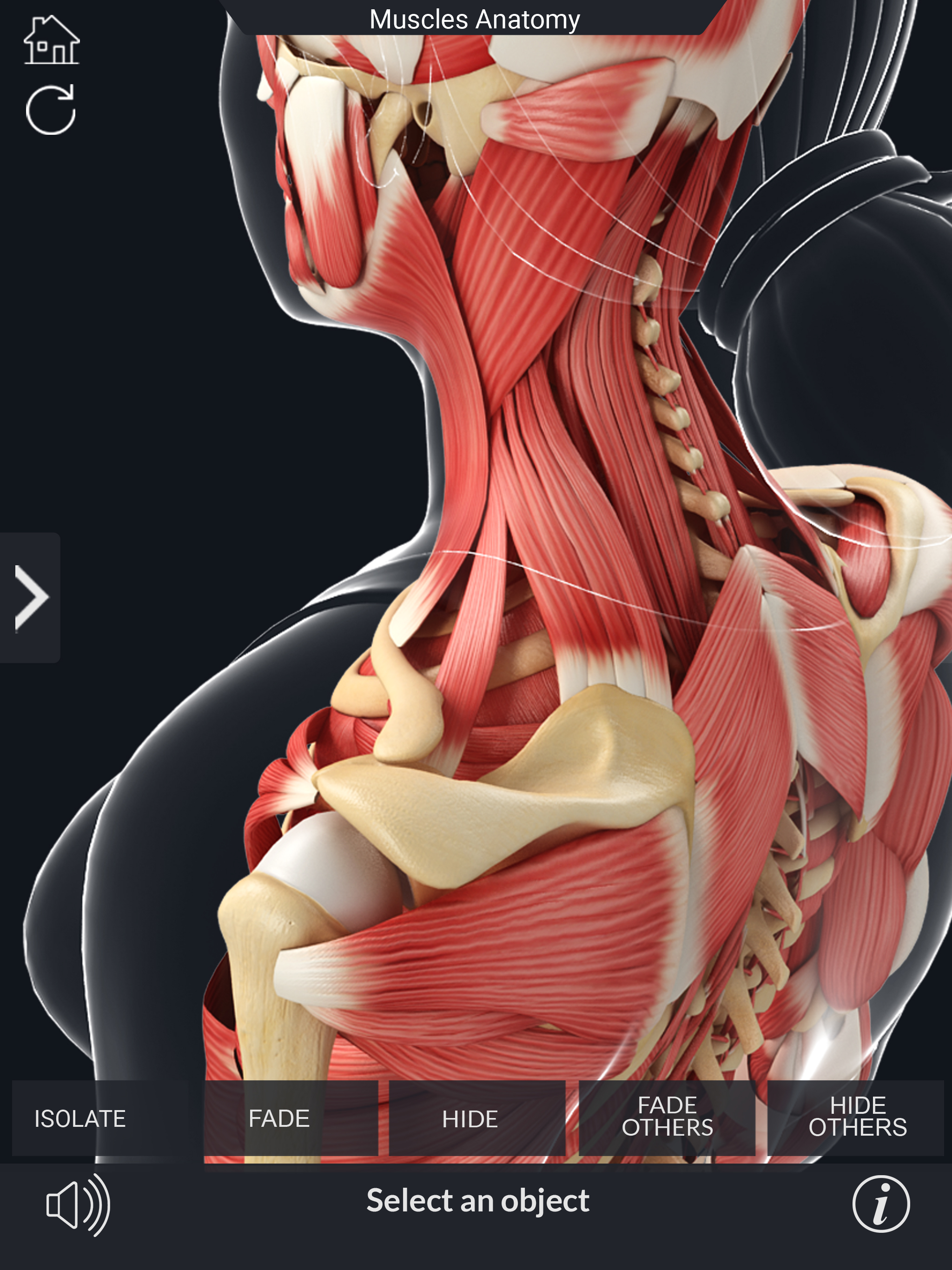My Muscle Anatomy screenshot 14