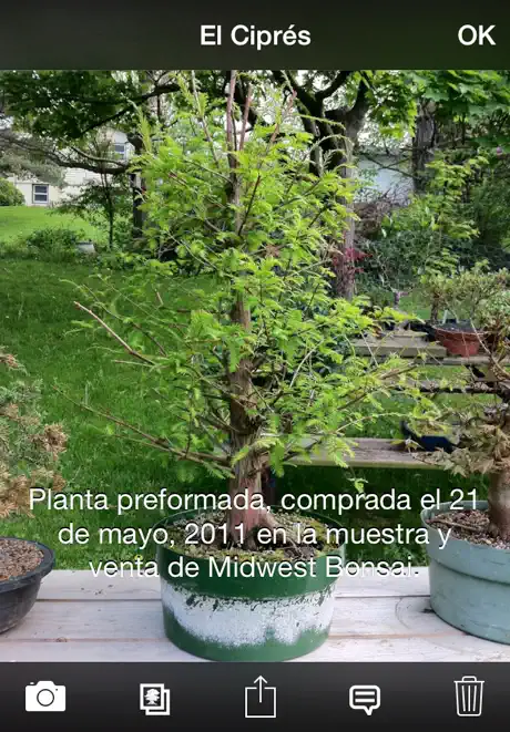 Bonsai Album