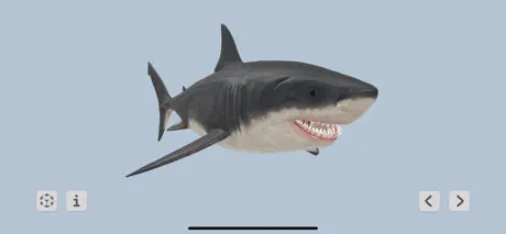 Megalodon