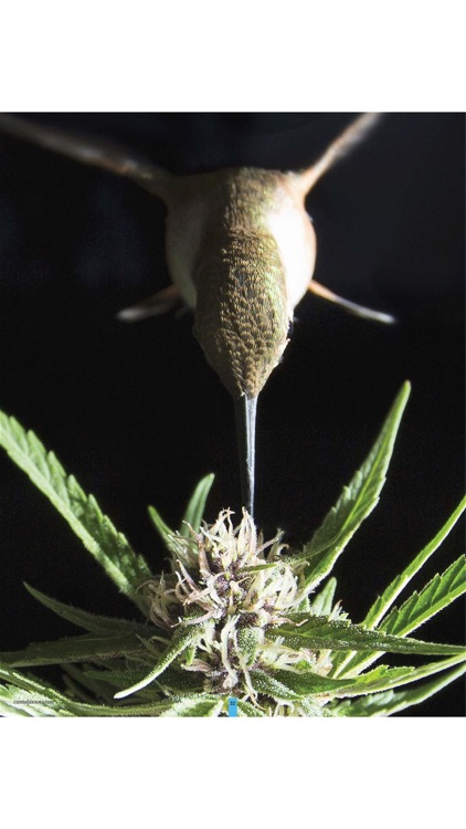 Cannabis Now screenshot-3