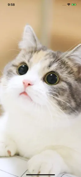 Game screenshot Cat Wallpapers Cute apk
