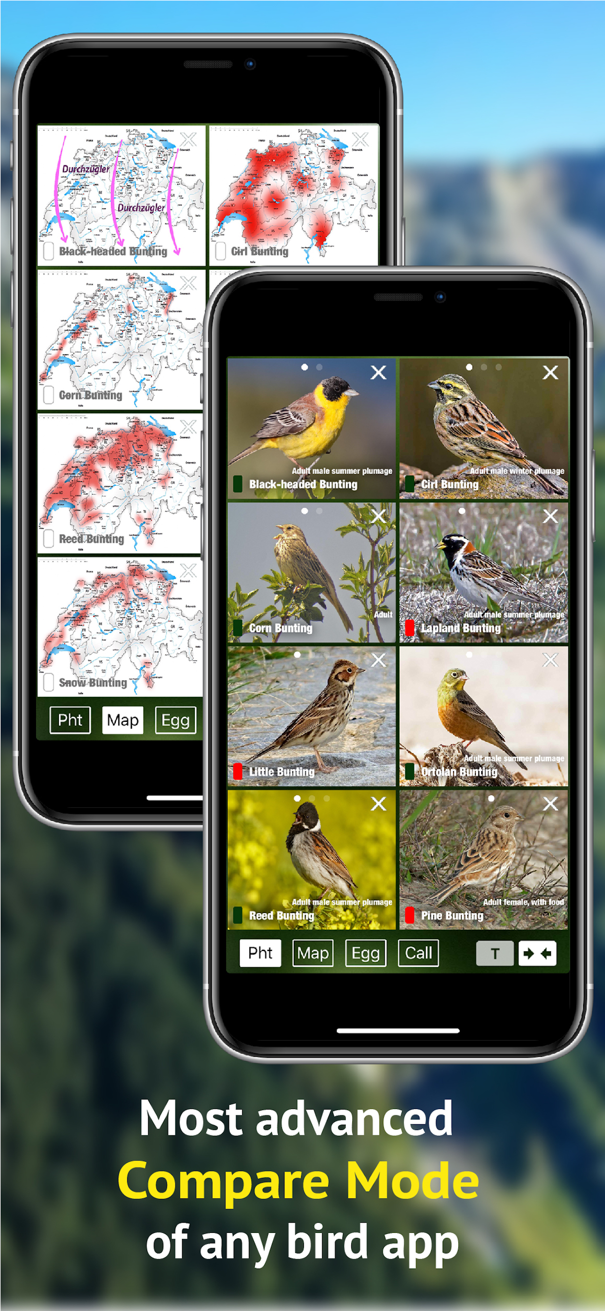 All birds CH - photo guide