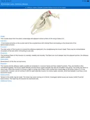 equine anatomy learning aid ipad images 3