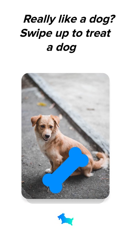 Fetch - Discover Cute Dogs