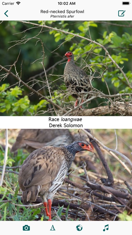 Birds of Zambia