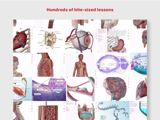 Anatomy & Physiology iPad app afbeelding 2