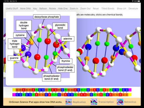 OnScreen DNA Modelのおすすめ画像3