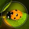 Are you looking for an insect identifier app