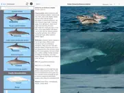 dolphins and whales ipad images 4