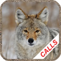 Coyote Hunting Calls Full pour PC