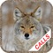 Install coyote hunting calls program and turn your mobile phone into professional predator caller