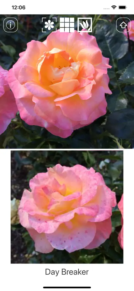 Instant Rose