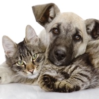 Mes animaux pour PC