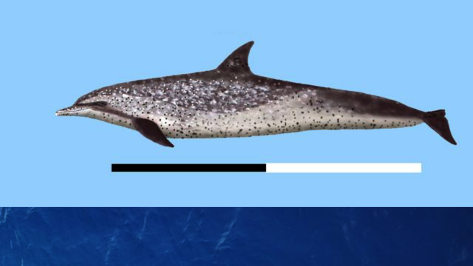 #4. Dolphins and Whales (iOS) بواسطة: mydigitalearth.com