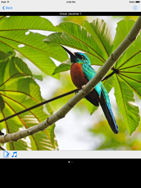 Panama Birds Field Guide Basicのおすすめ画像3