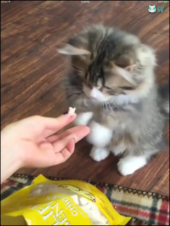 Screenshot #5 pour Cat GIF TV