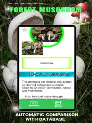 forest mushroom ipad images 3
