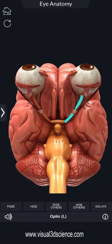 My Eye Anatomy