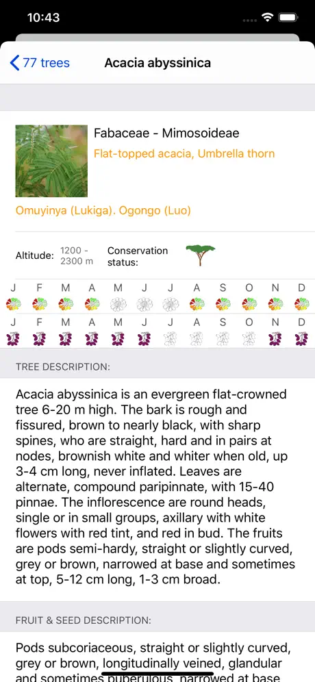 Uganda Trees