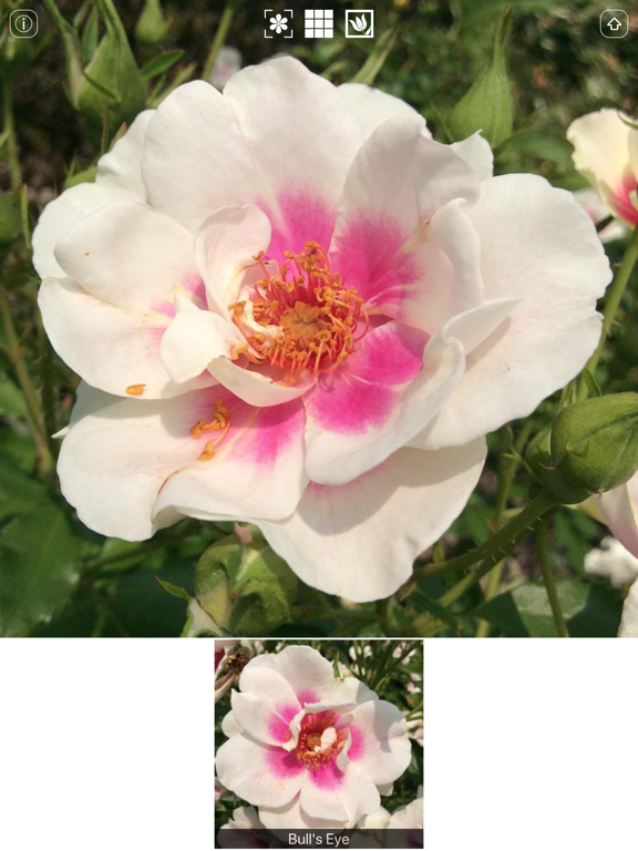 Screenshot #6 pour Instant Rose