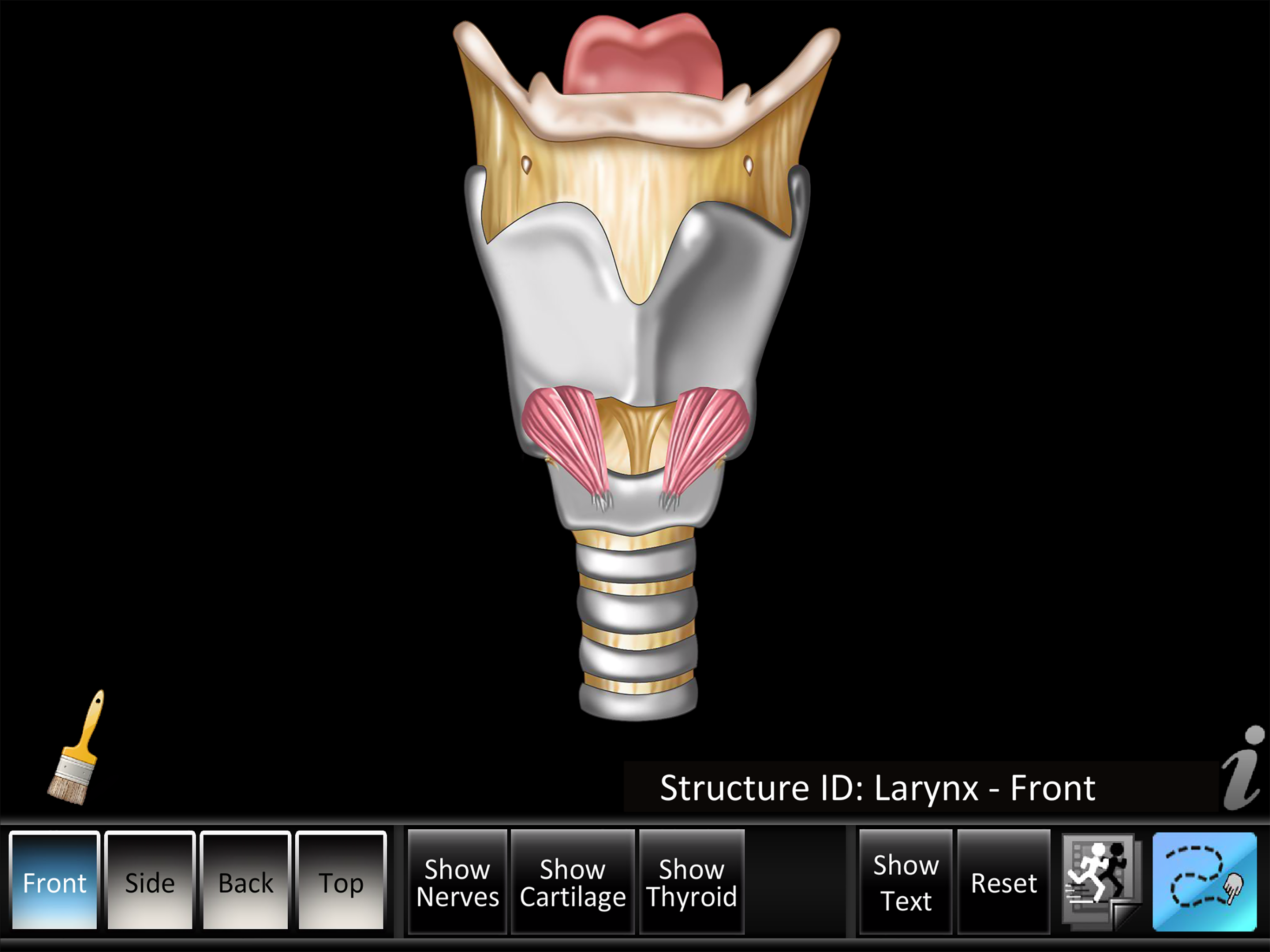 Larynx ID