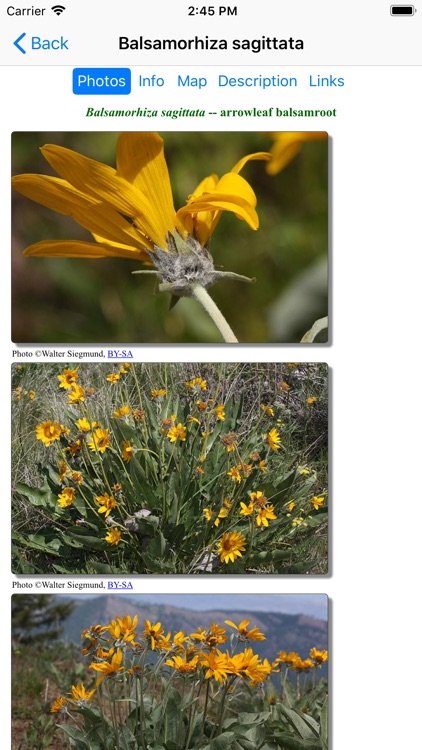 Colorado Wildflower Search