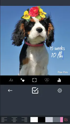 Game screenshot Paw Pics mod apk