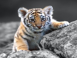 Amazing Animals Stickers Pack an amazing collection with the great animal baby stickers for iMessage