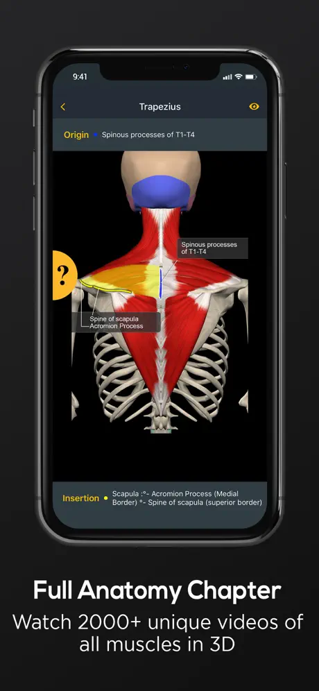 Posture by Muscle & Motion