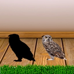 BirdSmartShadowMatch