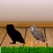 This free BirdSmartShadowMatch app helps you to develop find correct matching of the birds skills while playing this app