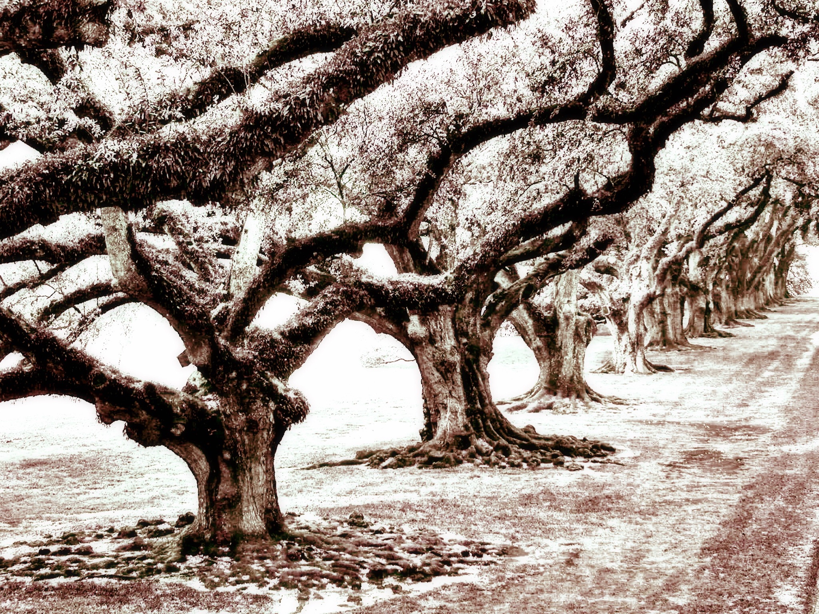 NIR Color screenshot 11