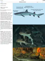 eguide to sharks and rays ipad images 2