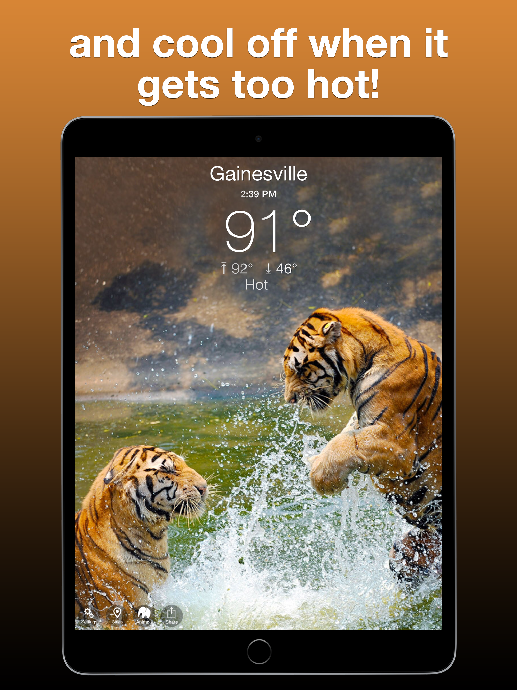 Wildlife Wallpaper Weather