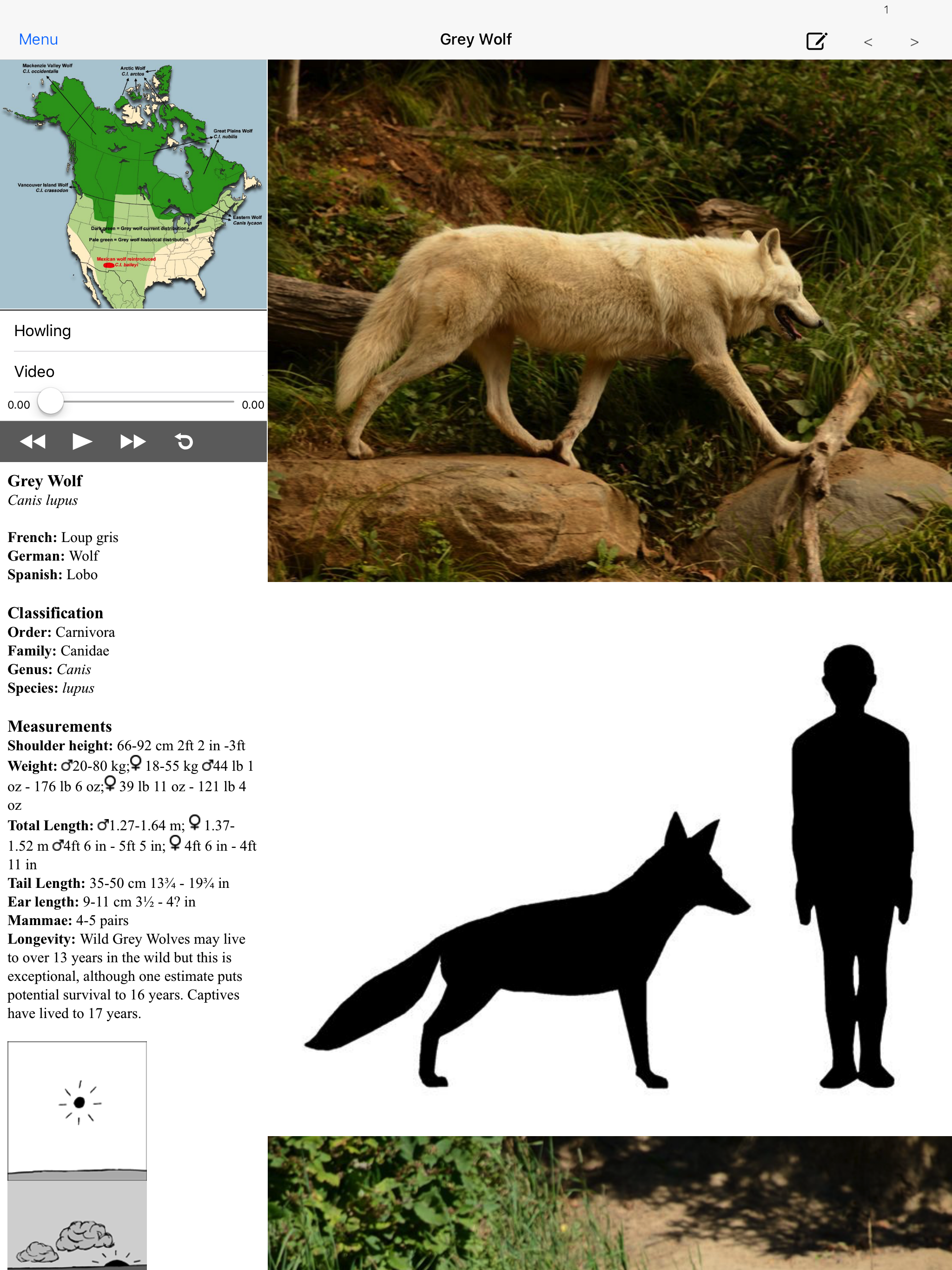 Stuarts North American Mammals
