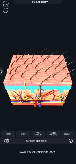 Game screenshot My Skin Anatomy hack