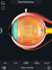 my eye anatomy ipad resimleri 4